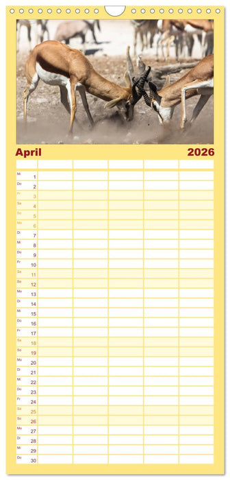 Wildes Namibia (CALVENDO Familienplaner 2026)