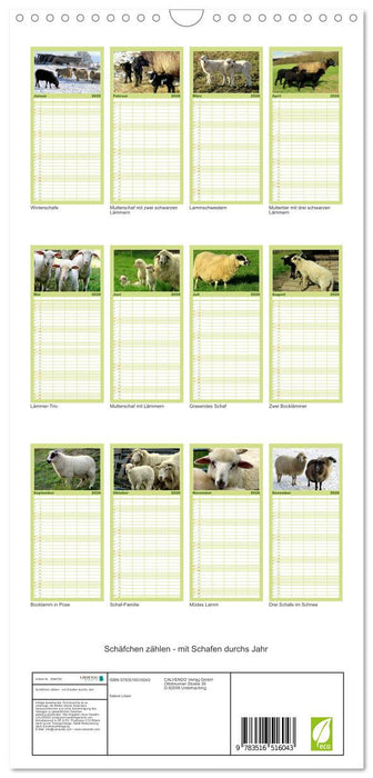 Schäfchen zählen - mit Schafen durchs Jahr (CALVENDO Familienplaner 2026)