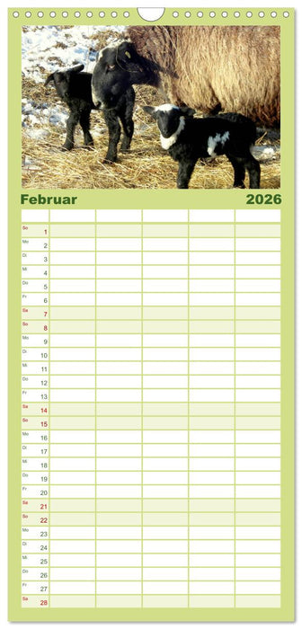 Schäfchen zählen - mit Schafen durchs Jahr (CALVENDO Familienplaner 2026)