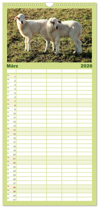 Schäfchen zählen - mit Schafen durchs Jahr (CALVENDO Familienplaner 2026)