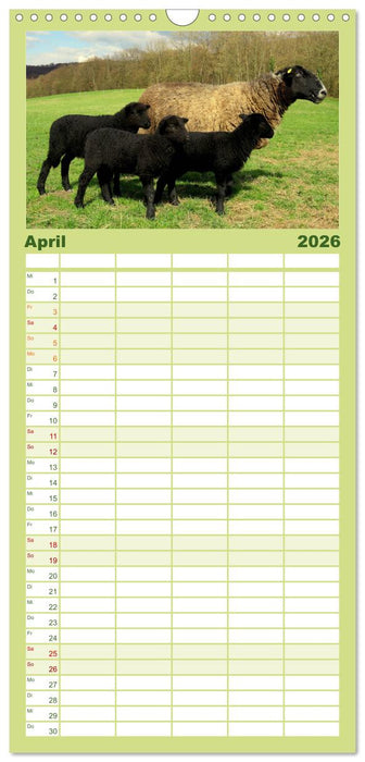Schäfchen zählen - mit Schafen durchs Jahr (CALVENDO Familienplaner 2026)