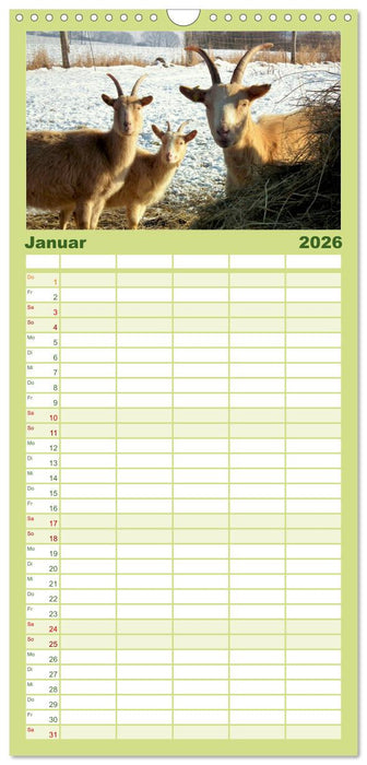 Wer zickt denn da? Mit Ziegen durchs Jahr (CALVENDO Familienplaner 2026)