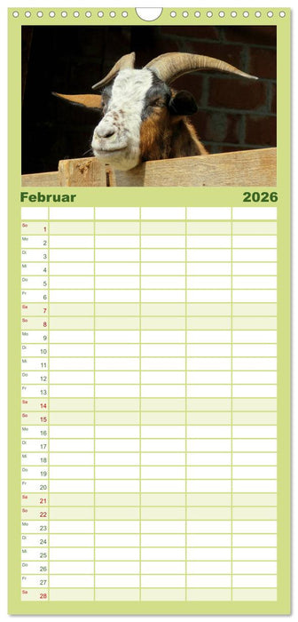 Wer zickt denn da? Mit Ziegen durchs Jahr (CALVENDO Familienplaner 2026)