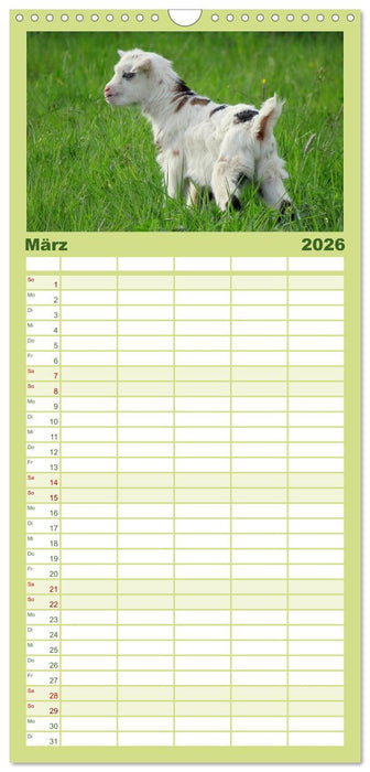 Wer zickt denn da? Mit Ziegen durchs Jahr (CALVENDO Familienplaner 2026)