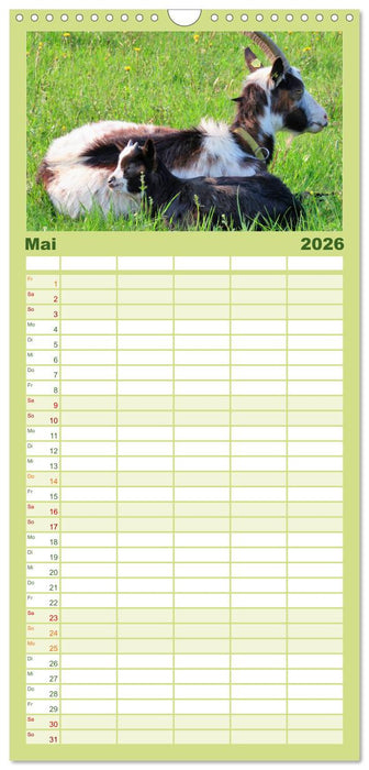 Wer zickt denn da? Mit Ziegen durchs Jahr (CALVENDO Familienplaner 2026)