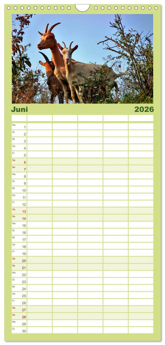 Wer zickt denn da? Mit Ziegen durchs Jahr (CALVENDO Familienplaner 2026)