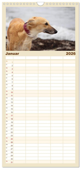 Der Silken Windsprite - ein Seelenhund (CALVENDO Familienplaner 2026)