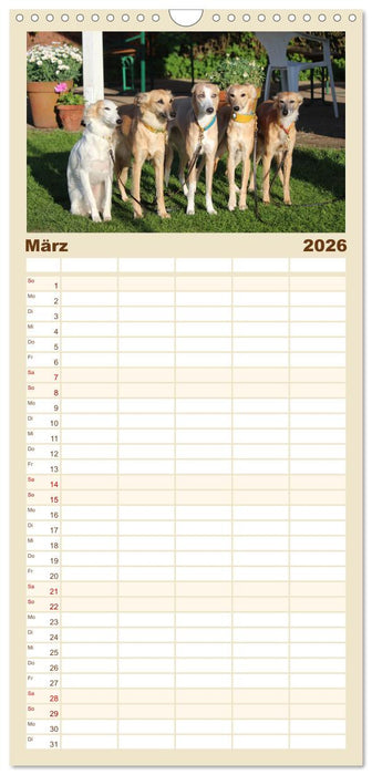 Der Silken Windsprite - ein Seelenhund (CALVENDO Familienplaner 2026)