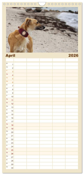 Der Silken Windsprite - ein Seelenhund (CALVENDO Familienplaner 2026)