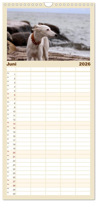 Der Silken Windsprite - ein Seelenhund (CALVENDO Familienplaner 2026)