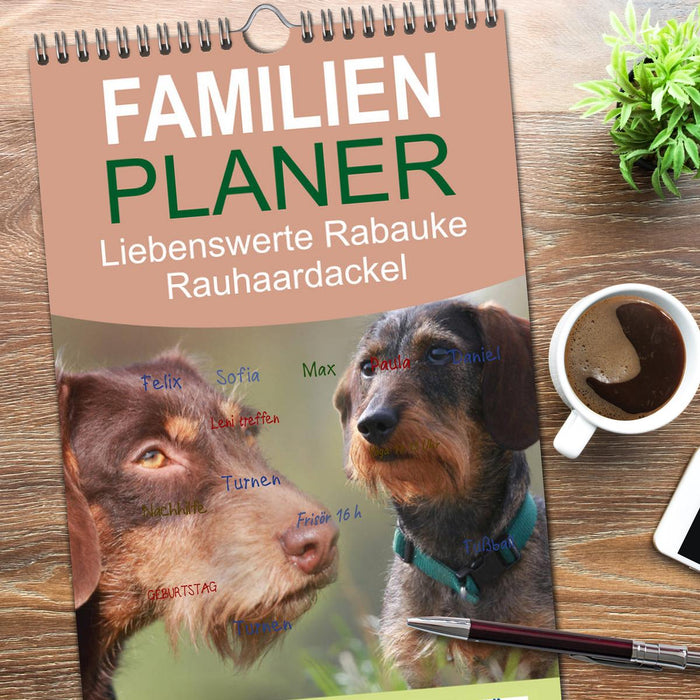 Liebenswerte Rabauken - Rauhaardackel (CALVENDO Familienplaner 2026)