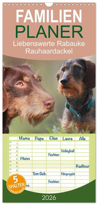 Liebenswerte Rabauken - Rauhaardackel (CALVENDO Familienplaner 2026)