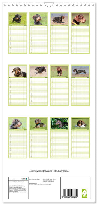 Liebenswerte Rabauken - Rauhaardackel (CALVENDO Familienplaner 2026)