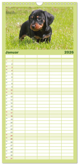 Liebenswerte Rabauken - Rauhaardackel (CALVENDO Familienplaner 2026)