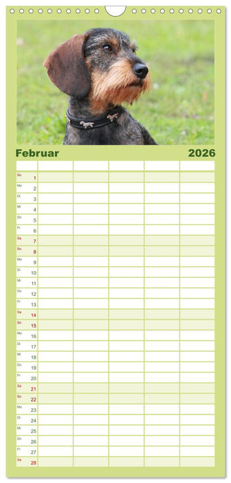 Liebenswerte Rabauken - Rauhaardackel (CALVENDO Familienplaner 2026)