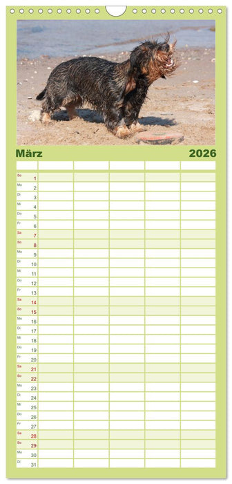 Liebenswerte Rabauken - Rauhaardackel (CALVENDO Familienplaner 2026)