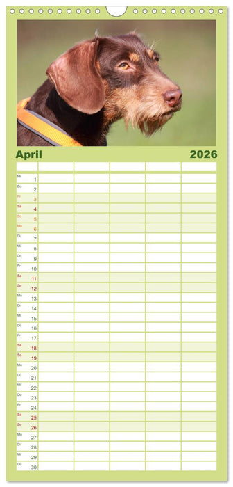 Liebenswerte Rabauken - Rauhaardackel (CALVENDO Familienplaner 2026)