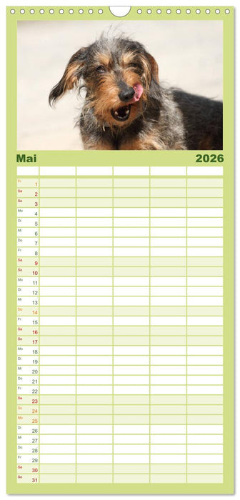 Liebenswerte Rabauken - Rauhaardackel (CALVENDO Familienplaner 2026)