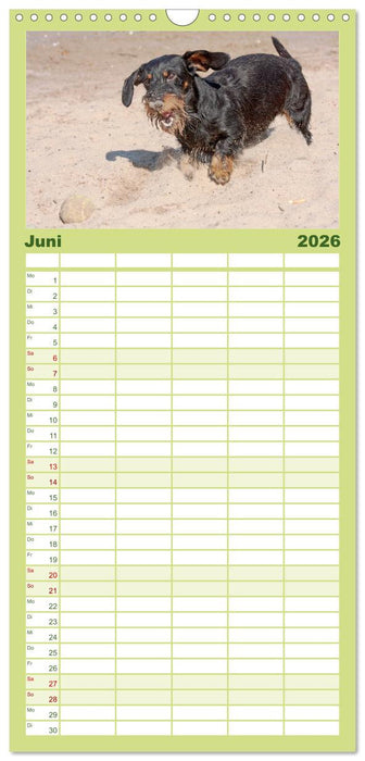 Liebenswerte Rabauken - Rauhaardackel (CALVENDO Familienplaner 2026)