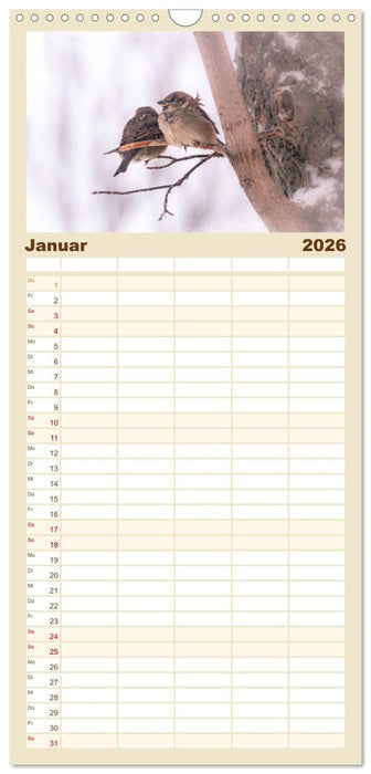 Spatzen (CALVENDO Familienplaner 2026)