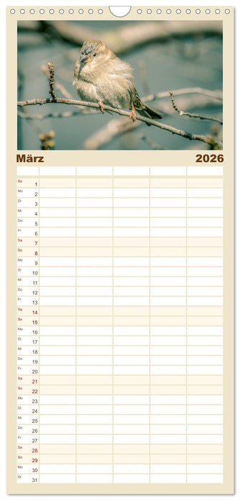 Spatzen (CALVENDO Familienplaner 2026)