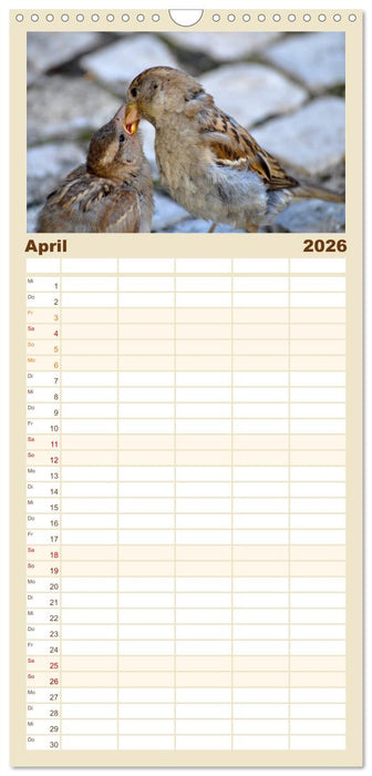 Spatzen (CALVENDO Familienplaner 2026)