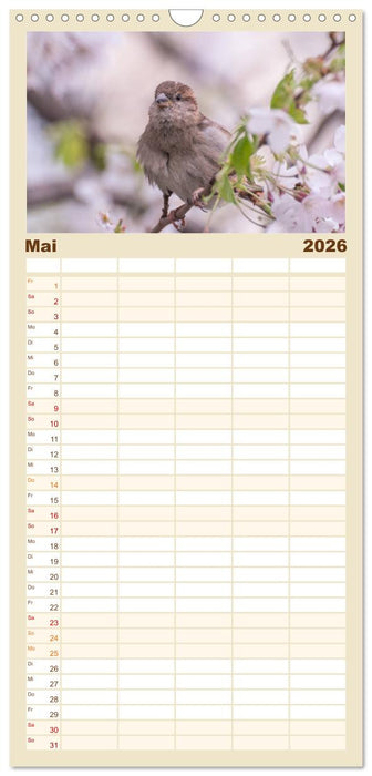 Spatzen (CALVENDO Familienplaner 2026)