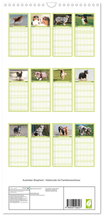 Australian Shepherd - Hütehunde mit Familienanschluss (CALVENDO Familienplaner 2026)