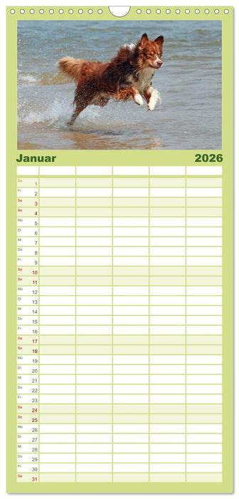 Australian Shepherd - Hütehunde mit Familienanschluss (CALVENDO Familienplaner 2026)