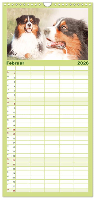 Australian Shepherd - Hütehunde mit Familienanschluss (CALVENDO Familienplaner 2026)