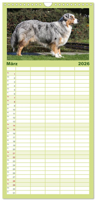 Australian Shepherd - Hütehunde mit Familienanschluss (CALVENDO Familienplaner 2026)