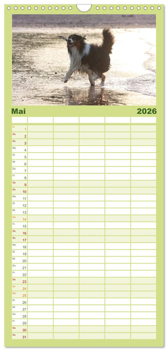 Australian Shepherd - Hütehunde mit Familienanschluss (CALVENDO Familienplaner 2026)