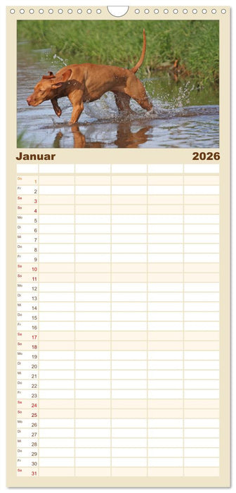 Magyar Vizsla - Vielseitiger Jagdhund (CALVENDO Familienplaner 2026)