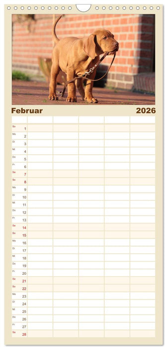 Magyar Vizsla - Vielseitiger Jagdhund (CALVENDO Familienplaner 2026)