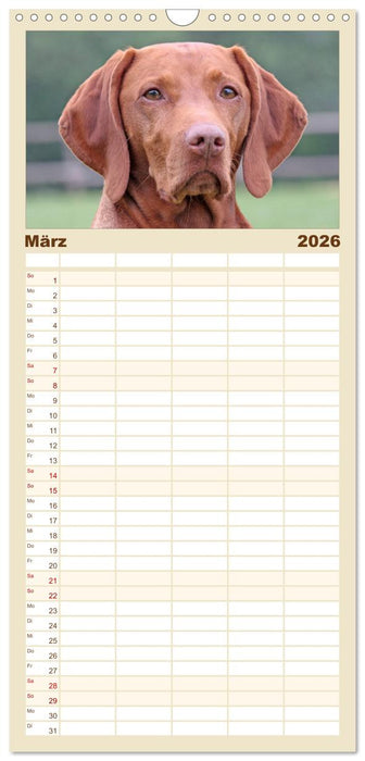 Magyar Vizsla - Vielseitiger Jagdhund (CALVENDO Familienplaner 2026)