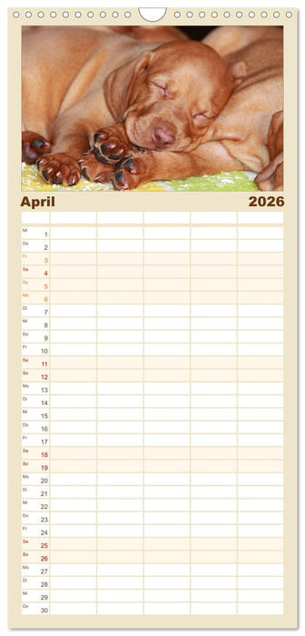 Magyar Vizsla - Vielseitiger Jagdhund (CALVENDO Familienplaner 2026)