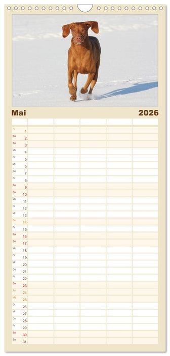 Magyar Vizsla - Vielseitiger Jagdhund (CALVENDO Familienplaner 2026)