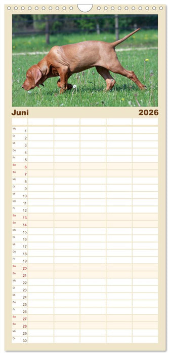 Magyar Vizsla - Vielseitiger Jagdhund (CALVENDO Familienplaner 2026)
