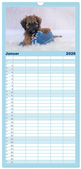 Briardbabys in ihren ersten Wochen (CALVENDO Familienplaner 2026)