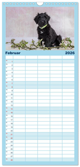 Briardbabys in ihren ersten Wochen (CALVENDO Familienplaner 2026)