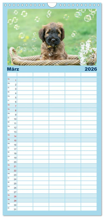 Briardbabys in ihren ersten Wochen (CALVENDO Familienplaner 2026)