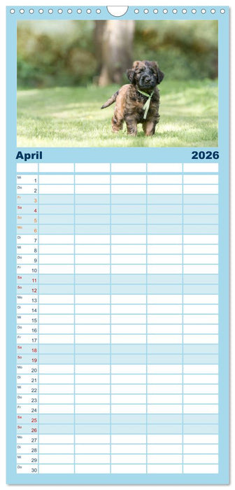 Briardbabys in ihren ersten Wochen (CALVENDO Familienplaner 2026)