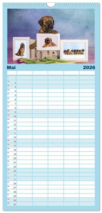 Briardbabys in ihren ersten Wochen (CALVENDO Familienplaner 2026)