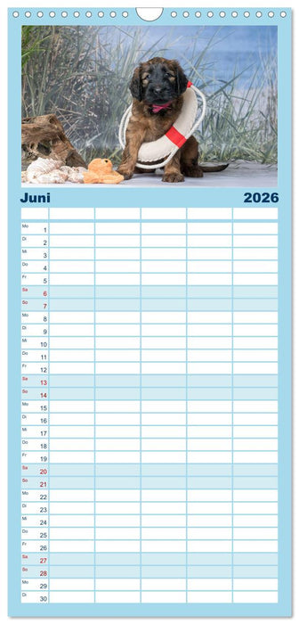 Briardbabys in ihren ersten Wochen (CALVENDO Familienplaner 2026)