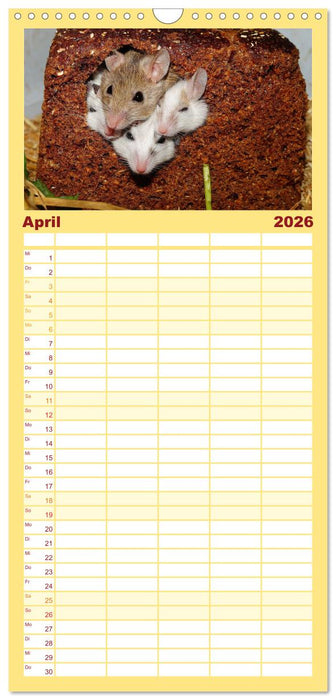 Mausige Zeiten! Putzige Gesellen mit Knopfaugen (CALVENDO Familienplaner 2026)