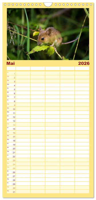 Mausige Zeiten! Putzige Gesellen mit Knopfaugen (CALVENDO Familienplaner 2026)