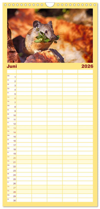 Mausige Zeiten! Putzige Gesellen mit Knopfaugen (CALVENDO Familienplaner 2026)