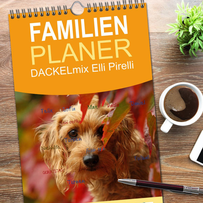 DACKELmix Elli Pirelli (CALVENDO Familienplaner 2026)