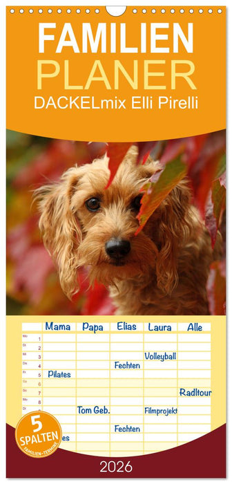 DACKELmix Elli Pirelli (CALVENDO Familienplaner 2026)