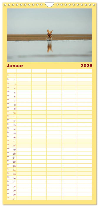 DACKELmix Elli Pirelli (CALVENDO Familienplaner 2026)